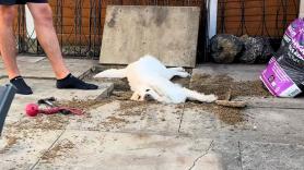 Regaña a su Golden Retriever por liarla jugando a las excavaciones y su reacción conquista miles de corazones