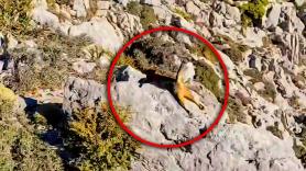 Un montañista sale a pasear y tiene un mítico encuentro con un felino que se creía extinto