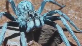 Graban cómo sale una araña lobo de su escondite: tan rápido que casi no se ve