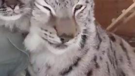 Juntan un gato y un lince y su reacción es totalmente inesperada
