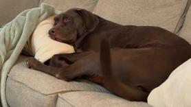 Este tierno momento del Labrador son su dueña despejará cualquier duda que tengas sobre si los perros nos entienden