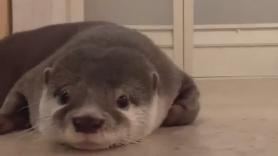 Graban a una nutria desorientada en una casa y todos se fijan en lo mismo: "El rugido más tierno que verás hoy"
