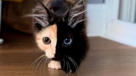 Nace un gatito con una coloración única de 1 entre 300.000 y arrasa en Internet por sus monerías