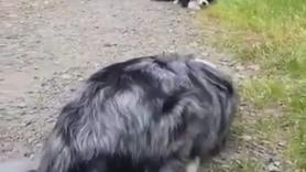 Un Border Collie y un Pastor Australiano se conocen por primera vez y se mandan estas señales