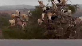 Así es como estas cabras desafían la gravedad para comer hojas