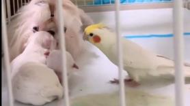 Una perra da a luz y una cacatúa se escapa de su jaula para conocer a los cachorros recién nacidos