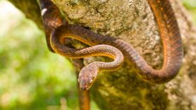 Anna Traveset, doctora en ciencias: "Una serpiente escondida en un cargamento militar colapsó el sistema y eliminó a todas las aves de una isla de 549 kilómetros cuadrados"