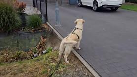 Pocos están preparados para la reacción de esta Golden Retriever cuando ve que los niños ya no juegan con ella