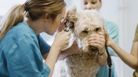 Andalucía introduce una deducción fiscal por gastos veterinarios: en qué consistirá y cuáles serán las condiciones