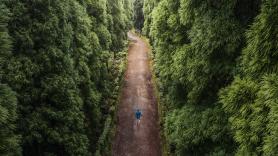 La colina que esconde un rostro sonriente de 90 metros cada otoño gracias a sus gigantescos pinos