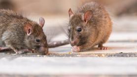 Ratas, cucarachas en las camas y niños orinando en cubos por falta de personal: Compromís denuncia "condiciones infrahumanas" en 12 centros de servicios sociales de la Generalitat