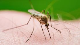 Por qué los mosquitos te pican más a ti: la ciencia lo explica y no es por tener la sangre más dulce, sino por tu olor y hasta la cerveza
