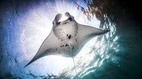 "Mezcla de asombro y horror": el descubrimiento de los científicos sobre las rémoras que se esconden dentro de las mantarrayas