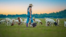 Nerea del Río, pastora, deja Madrid para regresar a su pueblo de Palencia: "No hay sábados, domingos ni fiestas, pero tiene sus pros y sus contras"