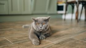 Si tu gato hace pis fuera del arenero, no te está castigando: una experta explica por qué pasa y cuándo hay que ir al veterinario