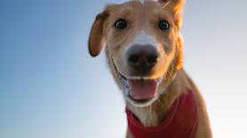 María Ortega, veterinaria, habla sin filtros: "¿Ponerle un abrigo a tu perro lo humaniza? ¿Realmente lo necesita?"