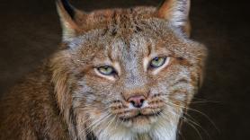 Los ecologistas se ponen de acuerdo para lanzar en el Pirineo catalán a un gran depredador desaparecido hace un siglo