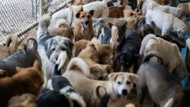 El pueblo de Mallorca en el que tener más de tres mascotas en casa está castigado con multas de 3.000 euros