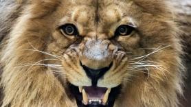 Hasta los leones y los tigres temen al sonido más aterrador de la jungla: "Está profundamente arraigado y generalizado"