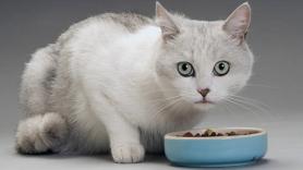 9 alimentos que no deberías darle nunca a tu gato