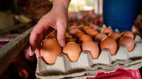 Alarma tras descubrir las condiciones reales detrás de las etiquetas de los huevos de gallinas camperas en los supermercados