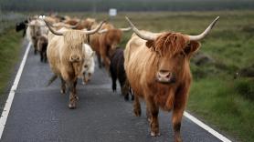 Enfado entre los vecinos de un pueblo de León al tener que convivir con una treintena de vacas sueltas: "Ya no sabemos qué hacer"