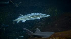 Un investigador se queda casi sin palabras con el regreso del gigante de los ríos que alberga tesoros para el paladar