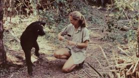 En el homenaje de despedida a Jane Goodall en Madrid: "Celebramos a un homo sapiens que, entre tantos que nos dan vergüenza a diario, era extraordinario"