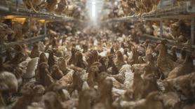 Gallinas confinadas ante la gripe aviar: ¿puedo contagiarme?, ¿hay multas?, ¿afecta a mascotas?