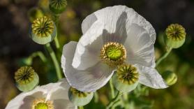 Agentes de la CIA libraron una guerra secreta lanzando miles de millones de semillas de amapolas para acabar con el cultivo de opio en este país