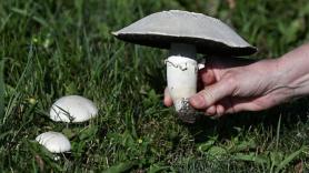 Pocos saben que la mitad de los champiñones de España proceden de este pueblo de Cuenca: 5 millones de kilos al año