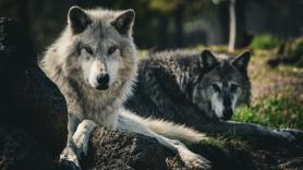 Yellowstone se llena de una nueva generación de estos árboles 80 años después gracias a sus lobos