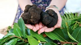 Raquel, 47 años, se va a Peñafiel a montar el gran negocio de las trufas: "El kilo vale unos 1.000 euros"