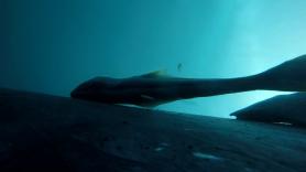 Una cámara subacuática capta algo inesperado que cambia todo lo que se sabía sobre el gran mamífero marino