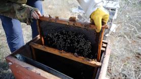 Los apicultores se reivindican tras quedarse fuera de las ayudas por la guerra de Irán: "Nos lo merecemos, con la polinización hacemos un servicio al resto de actividades agrarias"