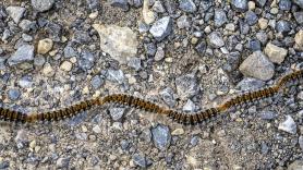 Málaga saca los cañones y pistolas para preparar a los pinos ante la plaga que afecta notablemente a los perros