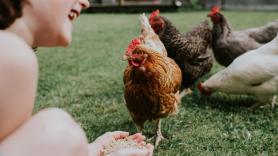 María, investigadora, recibe 4 millones de euros de la UE para descubrir qué piensan las gallinas