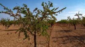 Juan José, agricultor, ganó 650.000 euros al año cambiando los olivos por los pistachos: por qué se ha ido imponiendo este cultivo