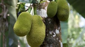 Una localidad de Málaga es la principal productora de la majestuosa fruta tropical que puede llegar a los 40 kilos