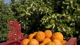 Paco, agricultor, vende online las naranjas de su abuelo: "Se me quedan 1.290 euros. Estoy dispuesto a perder este año mi naranja por dar educación de campo"