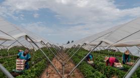 Andrés Góngora, agricultor de siempre: "No podemos competir con Marruecos, si aquí se paga 90 euros la jornada, allí son 8"