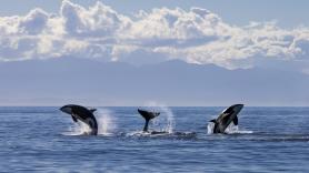 Inédito: graban por primera vez cómo las orcas y los delfines cazan juntos y comparten el botín