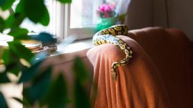 Descubre una serpiente de dos metros viviendo en su casa por dos semanas: "Salía, bebía agua y volvía a entrar"