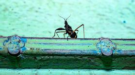 Asombro de los investigadores ante la especie desconocida descubierta que parece un experimento fallido