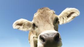 Jorge Berzosa, chef español: "Lo que te da el dinero es la ternera"