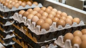 La OCU lanza una alerta por el 'engaño' de los huevos camperos en los supermercados de España