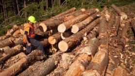 Multan con 9.600 euros a un hombre por talar un árbol de su propiedad sin autorización municipal