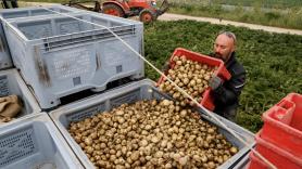 En una isla cercana a España se encuentra la patata más cara del mundo: se ha llegado a pagar a 500 euros el kilo