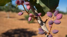 Un joven agricultor de Villarobledo se monta su negocio del siglo gracias a sufrir con los pistachos: "Imprescindible en cualquier casa"