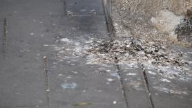El vecindario está sorprendido ante el árbol cargado de pájaros especiales: "A menudo están escondidos en las coníferas, los oyes pero no los ves"